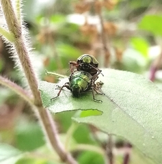 Chrysomelidae
