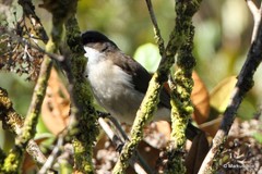 Pachycephala modesta