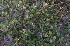 Capparis sicula