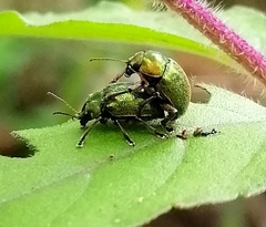 Chrysomelidae