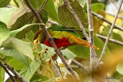 Neopsittacus musschenbroekii