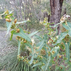 Hakea amplexicaulis