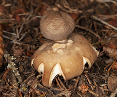 Geastrum pectinatum