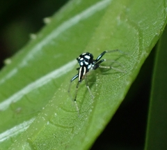 Phintella debilis