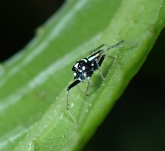 Phintella debilis