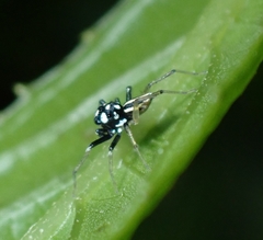 Phintella debilis