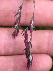 Vahlodea atropurpurea