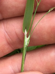 Vahlodea atropurpurea