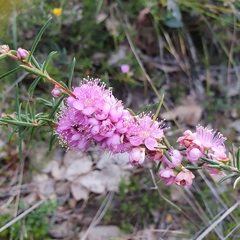 Hypocalymma robustum