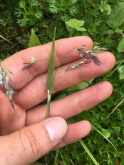 Vahlodea atropurpurea