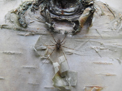 Drapetisca alteranda