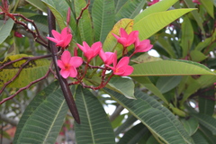 Plumeria rubra