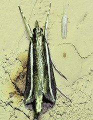 Carectocultus perstrialis