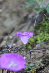Agalinis peduncularis