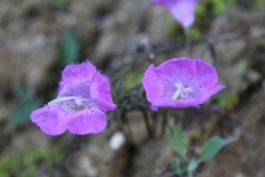 Agalinis peduncularis