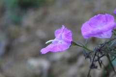 Agalinis peduncularis