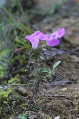 Agalinis peduncularis