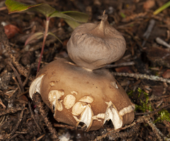 Geastrum pectinatum