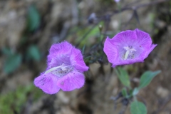Agalinis peduncularis
