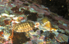 Rhyssoplax olivacea
