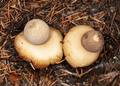Geastrum pectinatum