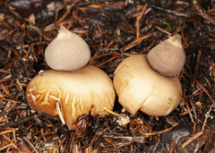 Geastrum pectinatum