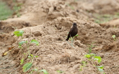 Myrmecocichla aethiops