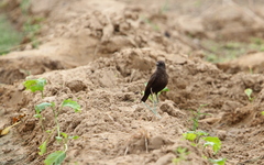 Myrmecocichla aethiops