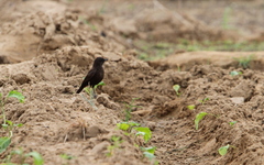 Myrmecocichla aethiops