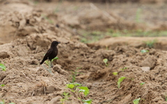 Myrmecocichla aethiops