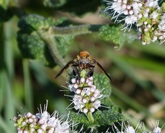 Galactomyia
