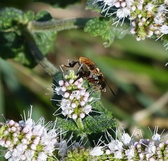 Galactomyia