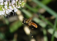 Galactomyia