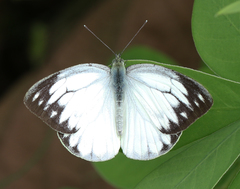 Cepora nerissa phryne