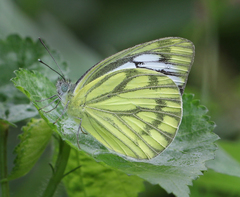Cepora nerissa phryne