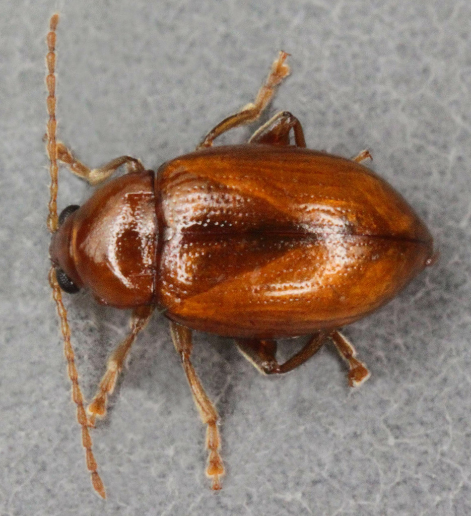Wheat Flea Beetle