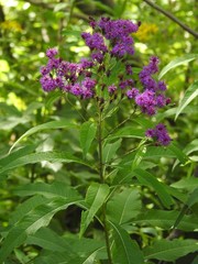 Vernonia gigantea
