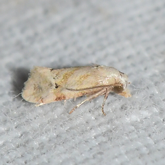 Platphalonidia magdalenae