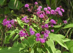 Vernonia gigantea