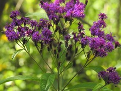 Vernonia gigantea