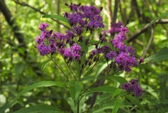 Vernonia gigantea