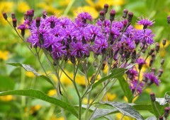 Vernonia gigantea