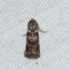 Dioryctria pygmaeella