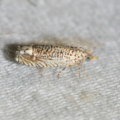Eucosma argutipunctana