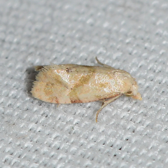 Platphalonidia magdalenae