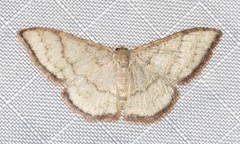 Idaea coercita