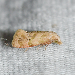 Platphalonidia magdalenae