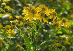 Verbesina alternifolia