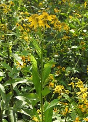 Verbesina alternifolia