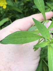 Ludwigia grandiflora